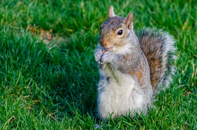 Squirrel Insect At What Point Do You Consider Squirrels Pests? - Pest Exterminators Cambs