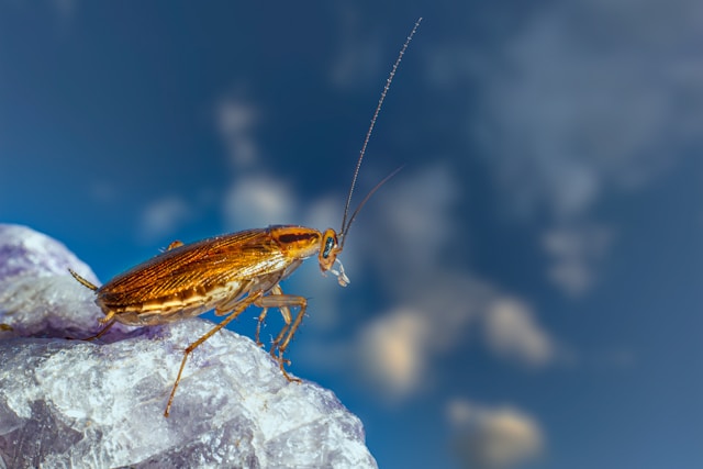 7 Food Pests That Can Attack Your Kitchen - Pest Exterminators Cambs