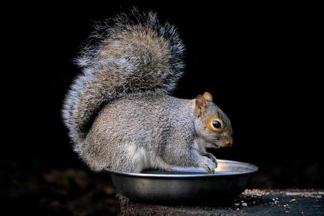 squirrel in a loft